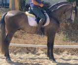 Musgo: jeune, calme et fiable 