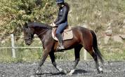 Top jument cce/cso selle francais
