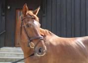 Jolie jument par don juan de hus - 8 ans 