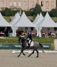 Très jolie jument kwpn de 4 ans dressage 
