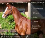 Magnifique cheval de dressage westphalien 