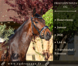Jument de dressage hanovrienne 