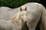 Pouliche akhal teke plava izlayon
