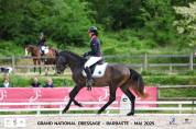 Cheval lusitanien 