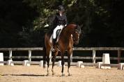 Chic hongre hanovrien 10 ans 1,73m dressage 