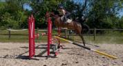 Jument 4 ans sf 