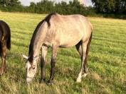 Hongre sf 3 ans par master van de helle