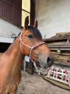 Malo - hongre - 3ans 