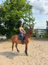 Malo - hongre - 3ans 