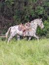 Magnifique appaloosa léopard aphc - hongre pp - 4 ans 