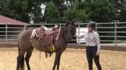 Kala - quarter horse grullo