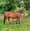 Ponette connemara  part bred 5 ans - 145 cms