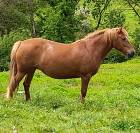 Ponette connemara part bred 6 ans