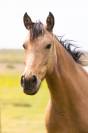 Magnifique ponette par champion supreme d été dressage