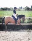 Magnifique ponette par champion supreme d été dressage