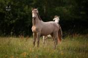 Magnifique pouliche pre isabella (double perle)