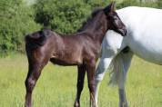 Poney foal pfs par usandro tilia derlenn