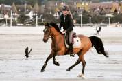 Super ponette de sport cso/dressage