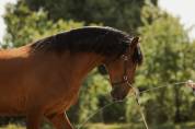 Hongre lusitanien a vendre
