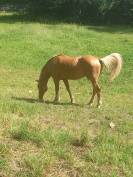 Elevage palomino  et arabe