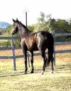 Dynamic dream offspring