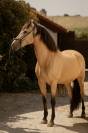 Hongre pre a vendre