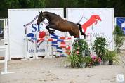 Jument selle français 2 ans, finaliste à fontainebleau 