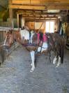 Poney pottok attele monte