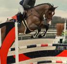 Magnifique hongre de 7 ans zangersheide