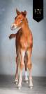 Male kwpn apache x goldstar x maximus hp 
