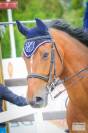 Excellent cheval de concours 130-135