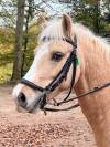 Welsh poney b, 1m24, oc, 11 ans 