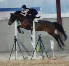 Poney de sport 