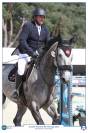 à vendre hongre gris 8 ans idéal amateur 