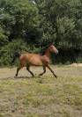 Mellite du valois ( stakkatol x diamant)