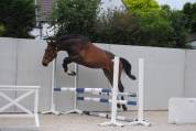Poulain de sport prometteur pour cso / cce
