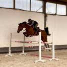 Joli hongre, zangersheide, 5 ans, 1m63