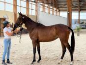 Jeune jument 2 ans prometteuse et moderne 