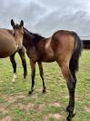 Pouliche par stakkatol x balou du rouet