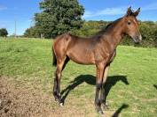 Pouliche par stakkatol x balou du rouet