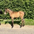 Mâle par toèmme de regor z (chacco blue) x canturo 