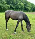 Pouliche par hotshot cdl (cicero z) x balou du rouet 