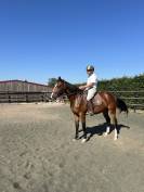 Jument qlassic bois margot x dollar du murier 