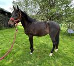 Jument el barone 111 z x balou du rouet