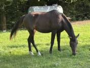 Jument el barone 111 z x balou du rouet
