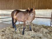 Jument el barone 111 z x balou du rouet