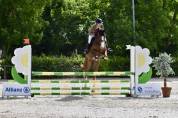Hongre par candy de nantuel x ivor d helby 