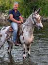 Amazing mule 