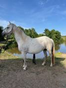 Poney connemara pouliniere suitee