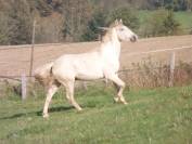 Poulain lusitanien plein papier palomino